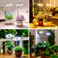 LED-Engelsring-Pflanzenwachstumslampe